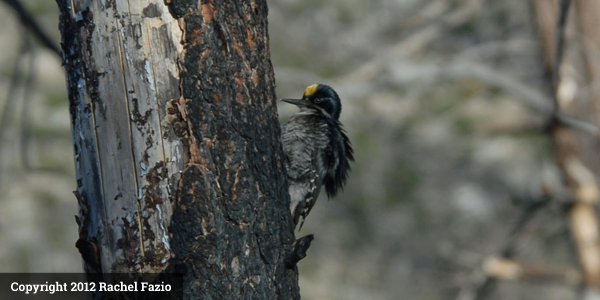 Black_Backed_Woodpecker