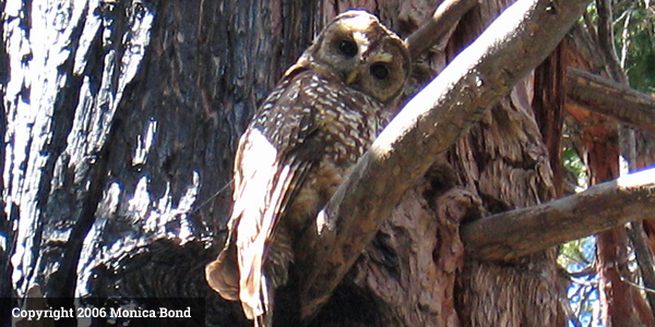 California_Spotted_Owl