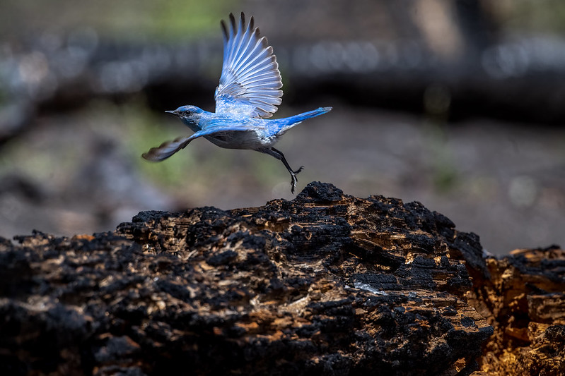 A mountain bluebird departing its high-severity burned log