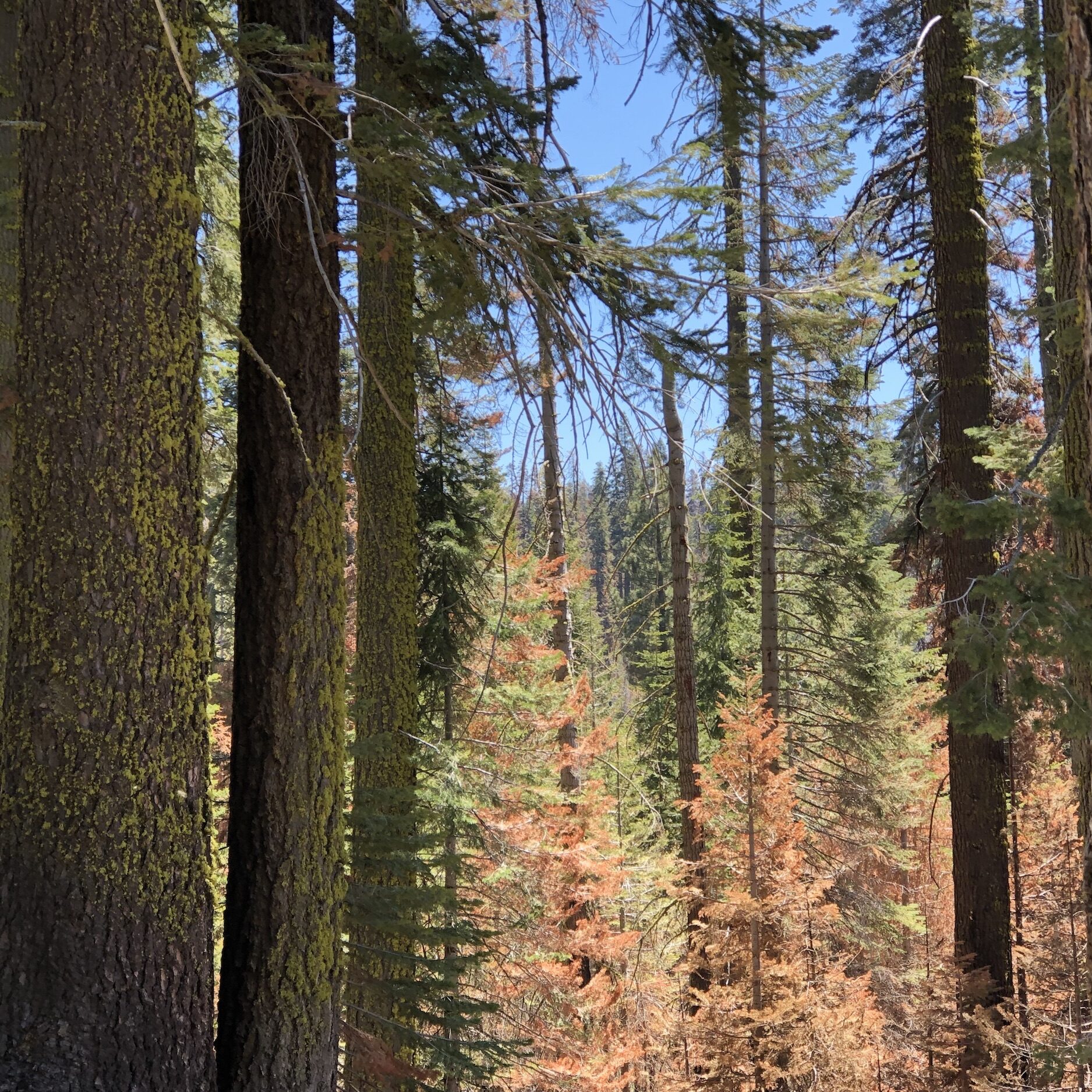 Dense, mature forest that burned lightly in the Creek fire of 2020, Sierra National Forest.