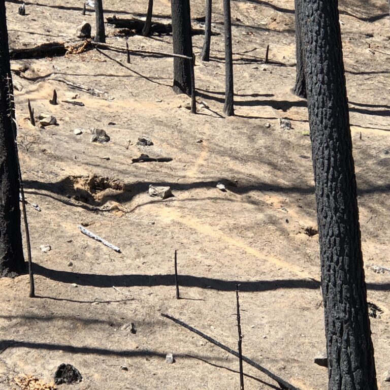 “Thinned” forests that burned at high-intensity in the 2020 Creek fire on Sierra National Forest