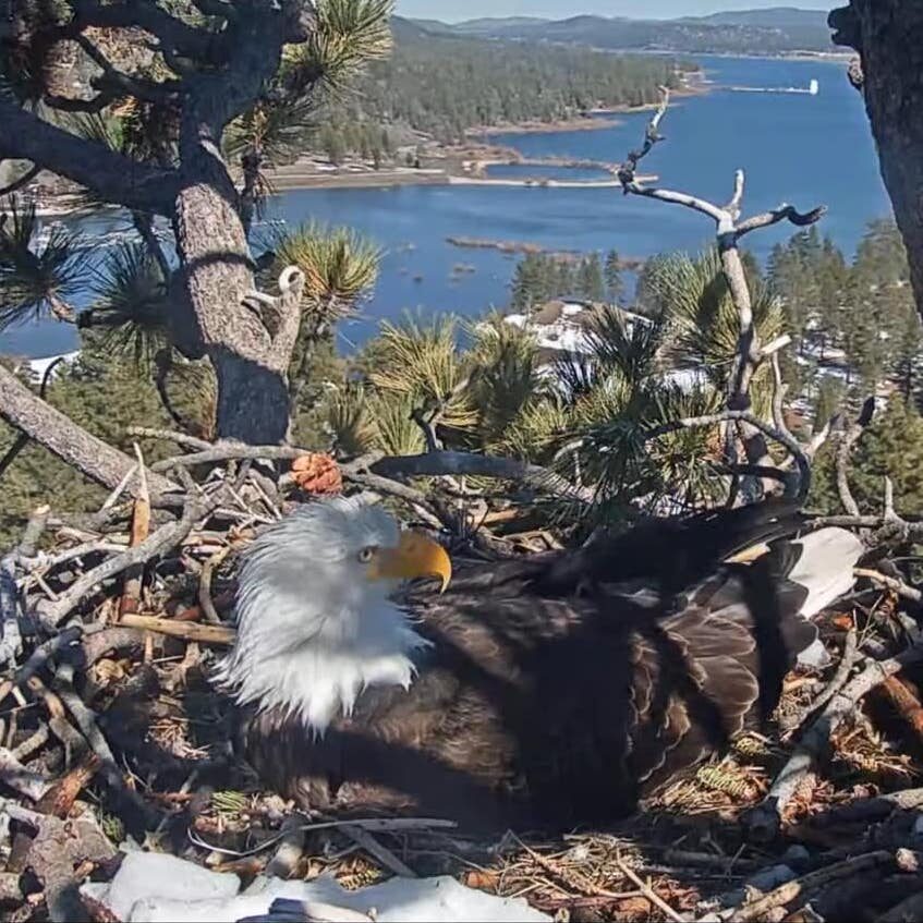 Eagle on Nest