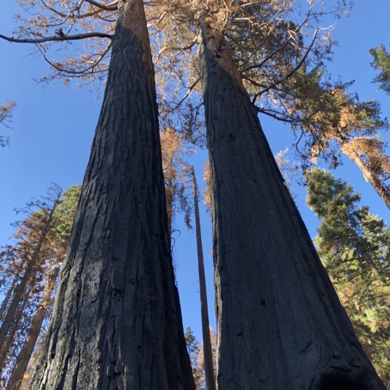 IMG_Scorched Giant Sequoias