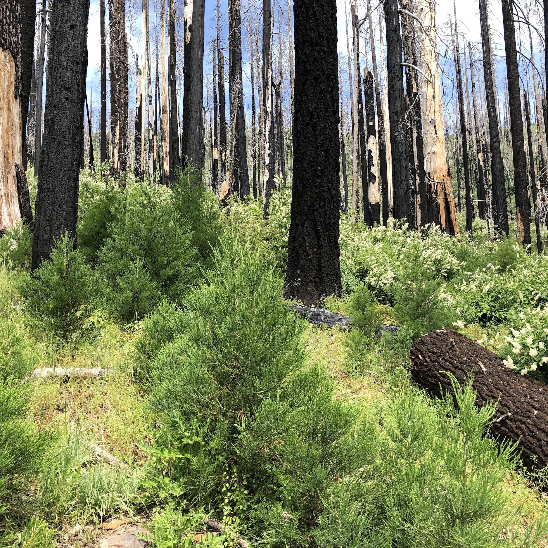 Abundant natural post-fire giant sequoia seedling regeneration in a high-intensity fire patch in our Nelder Grove study site.