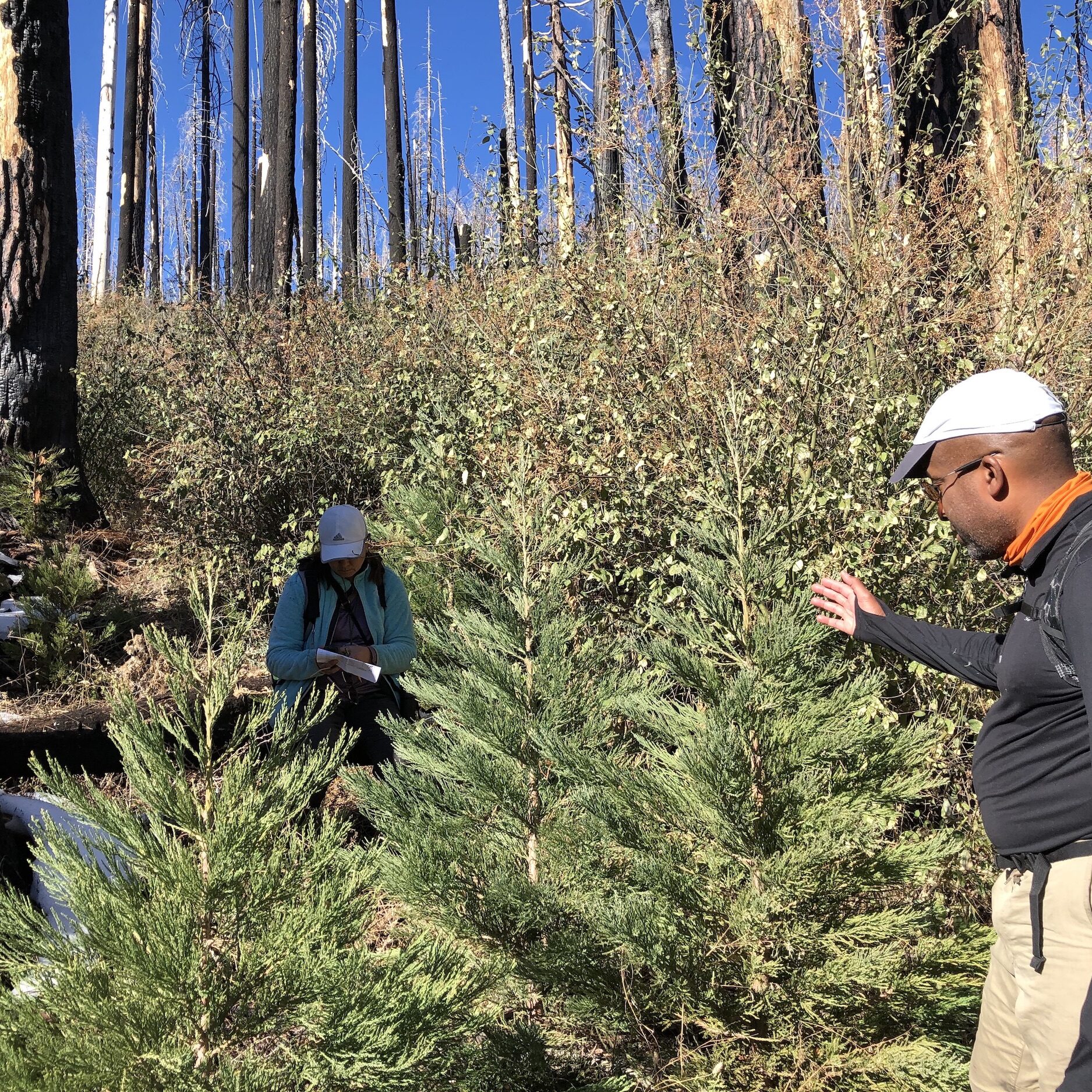 JMP colleagues, Tonja Chi and Dr. Michael Dorsey, amidst abundant natural post-fire reproduction of giant sequoias in the Nelder Grove, Sierra National Forest, Fall of 2022.