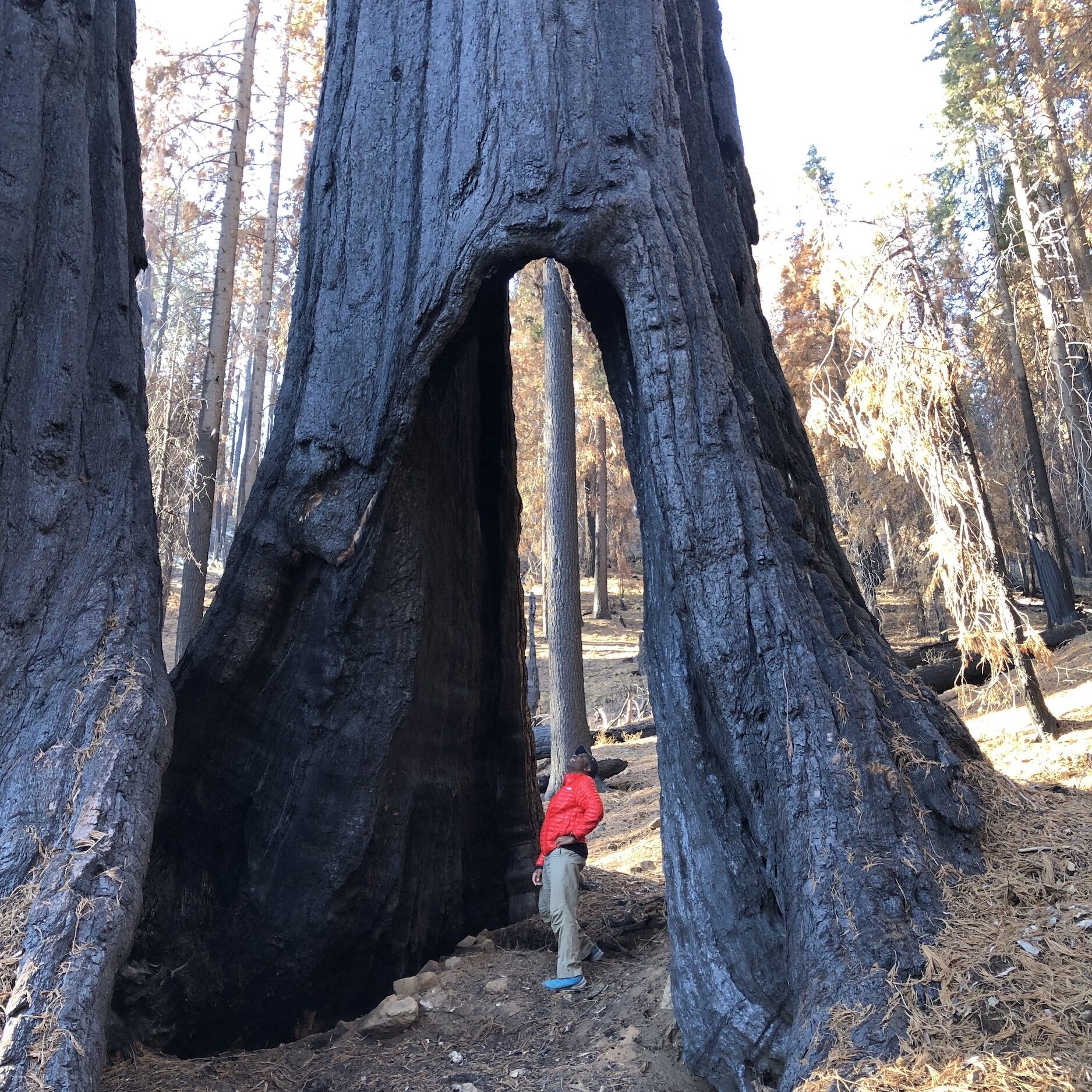 Research team member, Dr. Michael Dorsey, in a hollow created by numerous wildfires over centuries in a mature giant sequoia.
