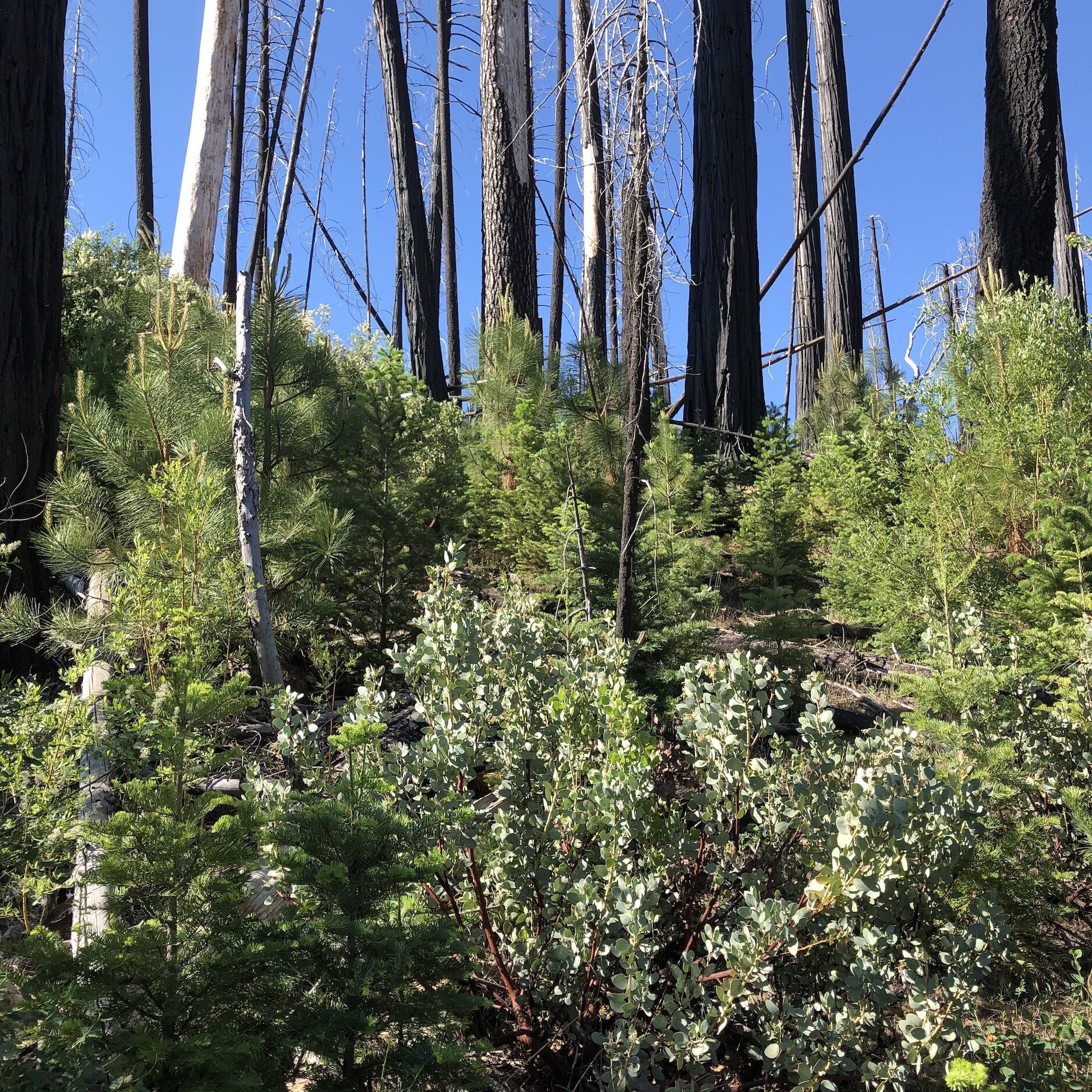 Abundant natural conifer regeneration in the middle of a large high-intensity fire patch in the Rim fire, within a spotted owl territory.