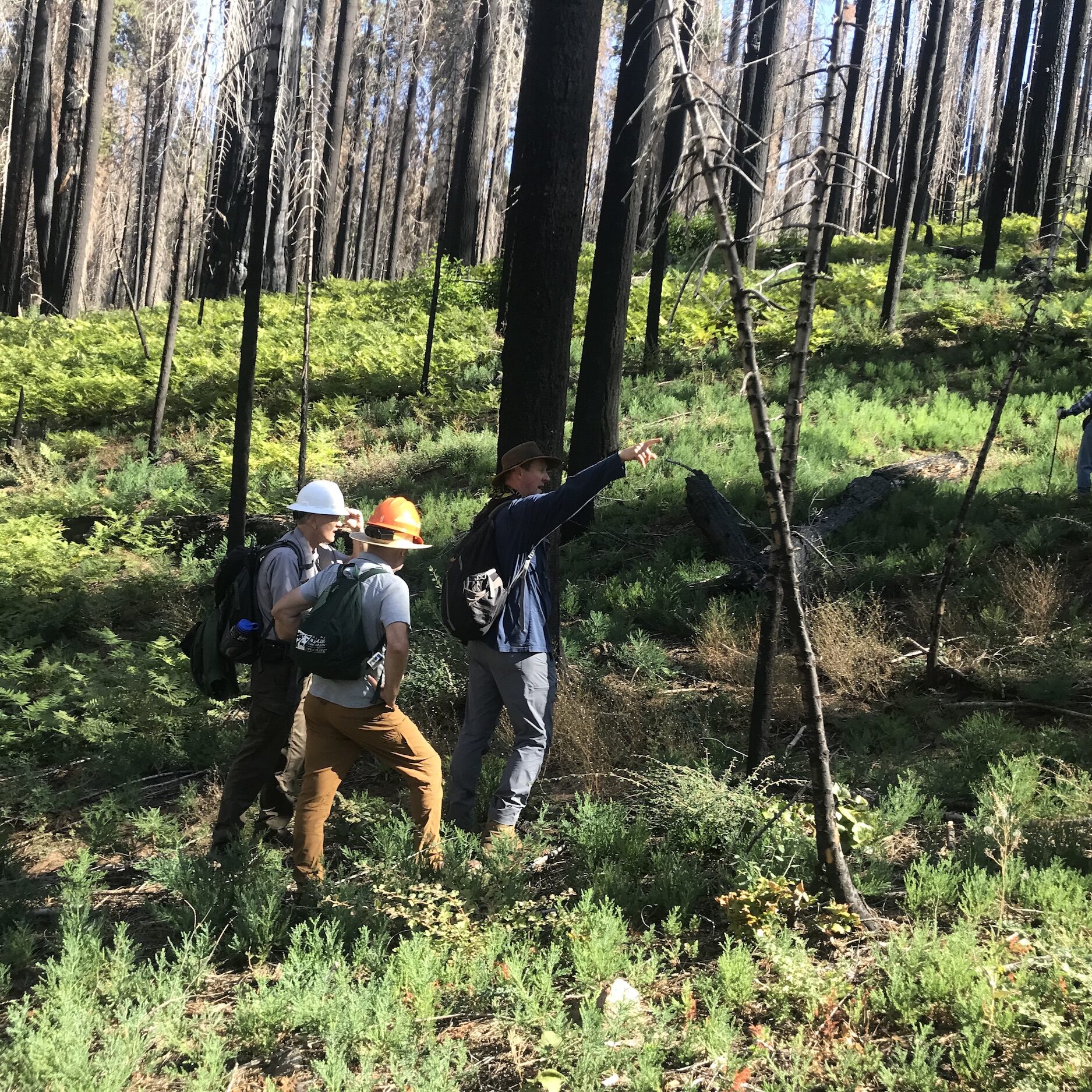 JMP’s Dr. Chad Hanson and colleagues on a site visit with the Superintendent of Sequoia and Kings Canyon National Parks, surrounded by a sea of giant sequoia seedlings in a high-intensity fire patch where the Park was falsely telling the public that sequoia regeneration was absent or lacking.