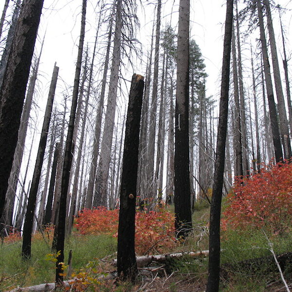 Unlogged/unmanaged snag forest habitat 5 years after the Storrie Fire on Lassen National Forest, with an abundance of snags (standing fire-killed trees), natural conifer regeneration, oaks and dogwoods, and native shrubs. JMP has protected tens of thousands of acres of CESF from post-fire logging on National Forests since 2000.