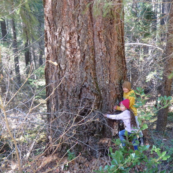 hugging big tree Plumas