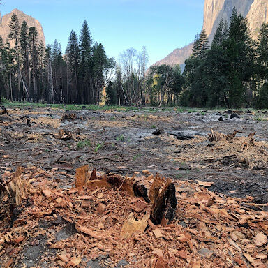 July 13, 2022 shows clearcut logging in Yosemite Valley that the Park is misleadingly calling "thinning". Copyright 2022 Chad Hanson